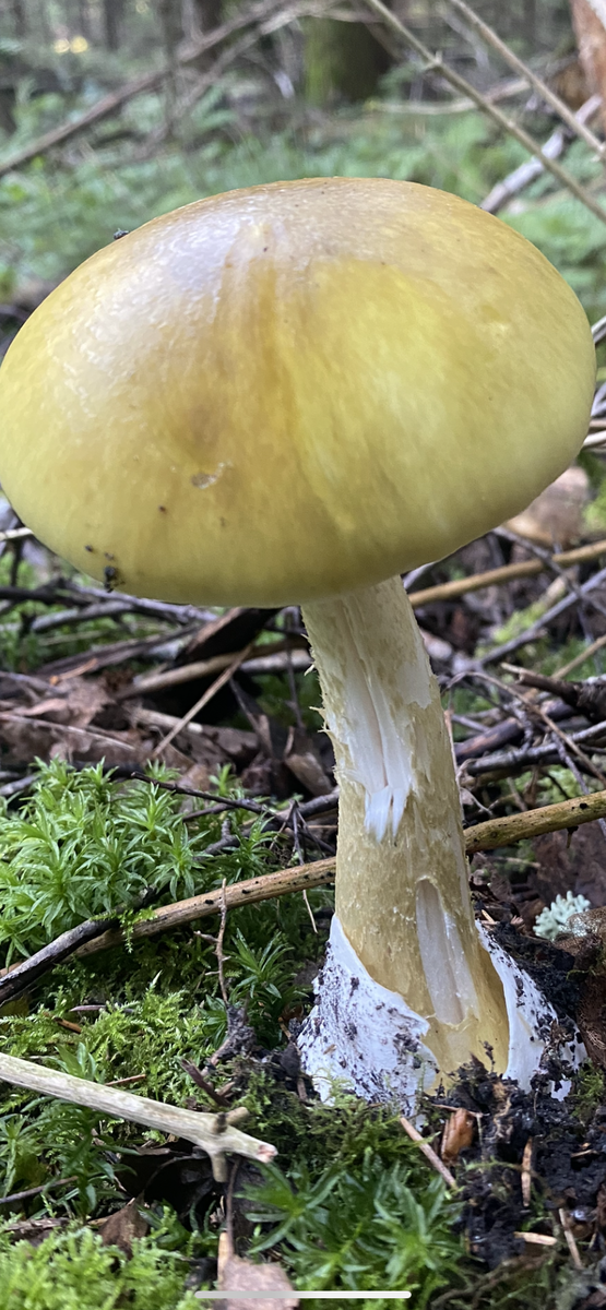 Бледная поганка (Amanita phalloides).