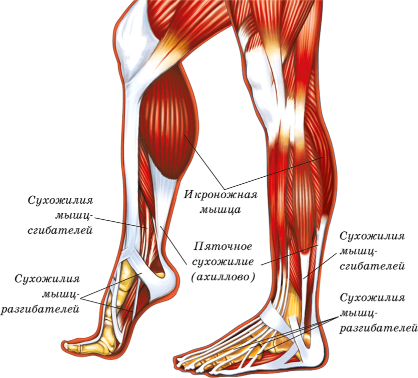 Ноги и мышцы все время. Сухожилия икроножной мышцы анатомия. Икроножная мышца голени. Ахиллово сухожилие анатомия. Сгибатели стопы анатомия.