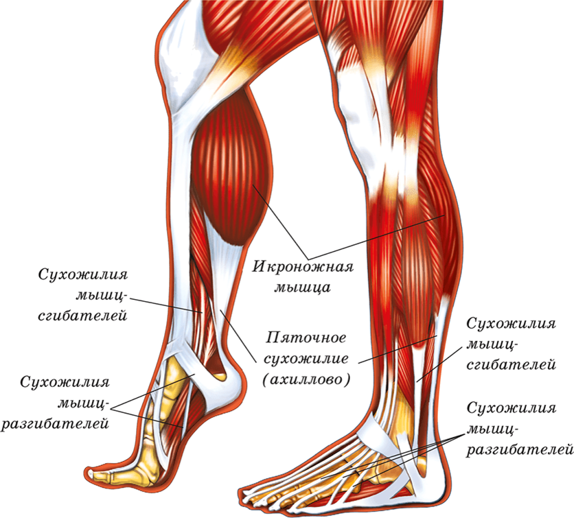 Мышцы связки сухожилия. Анатомия ноги мышцы и сухожилия. Мышцы голени и стопы анатомия. Анатомия голени человека мышцы и связки. Сухожилия икроножной мышцы анатомия.