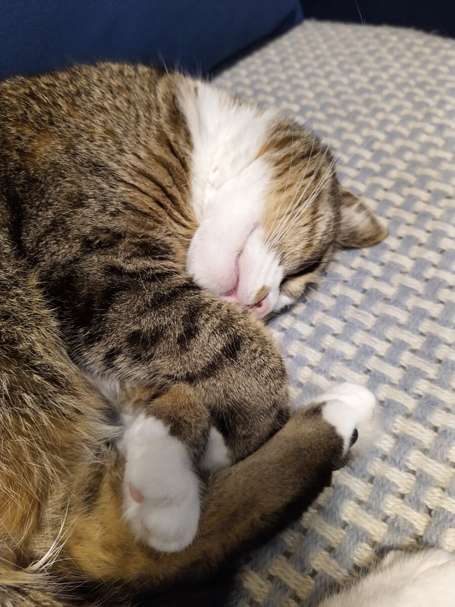 Где ж они ТАК устают, чтоб потом ТАК спать?...