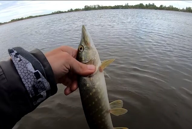 Щука