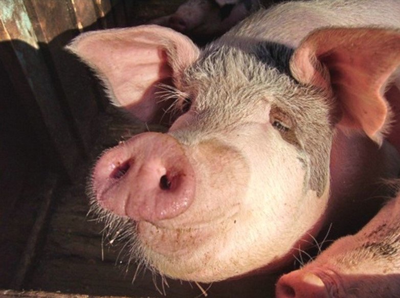 лезть в калашный ряд. лезть в калашный ряд. лезть в калашный ряд. лезть в калашный ряд. поговорка со свинячим рылом.