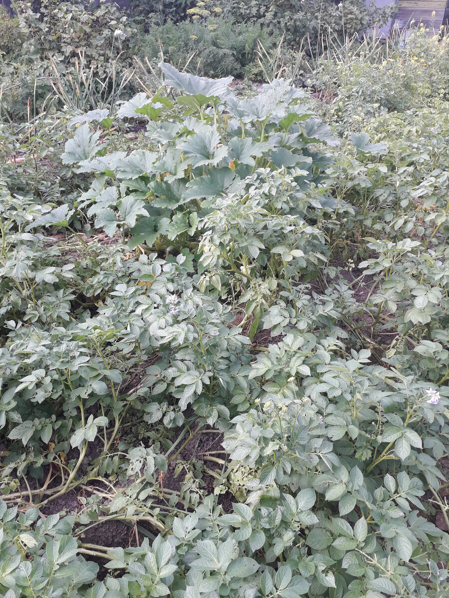 Кабачок с обрезанными плетями на картофельных грядках.