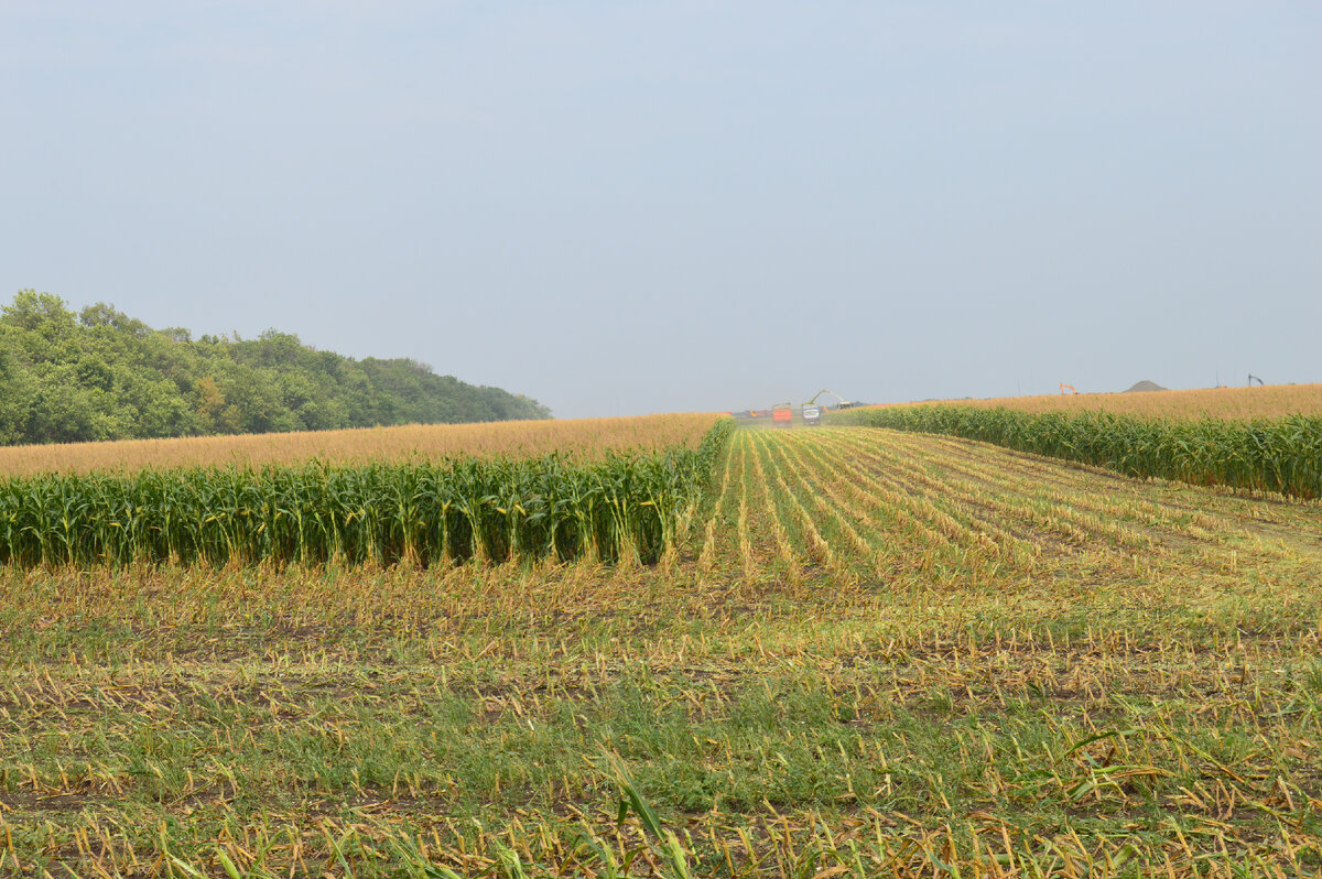 Фото автора. Кукуруза на силос. 10.08.2022.