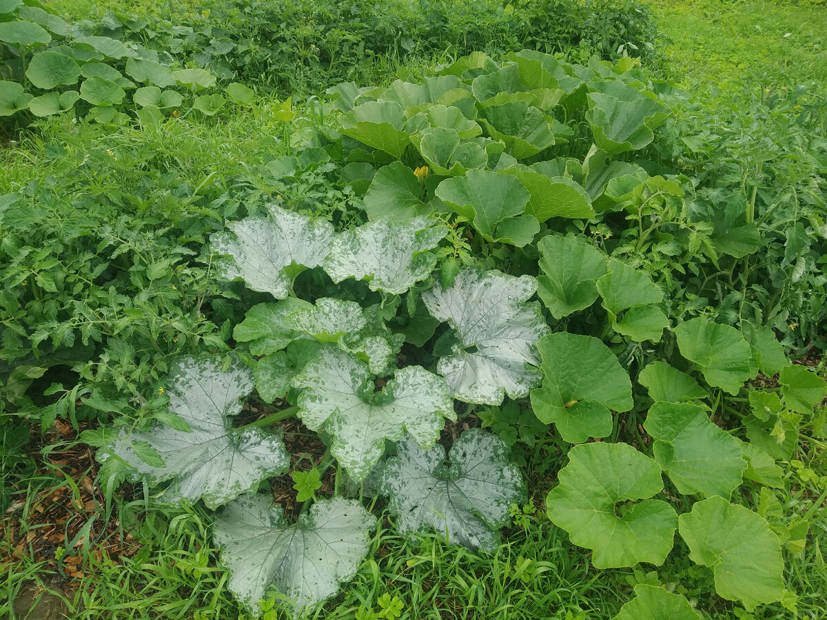 Кабачки