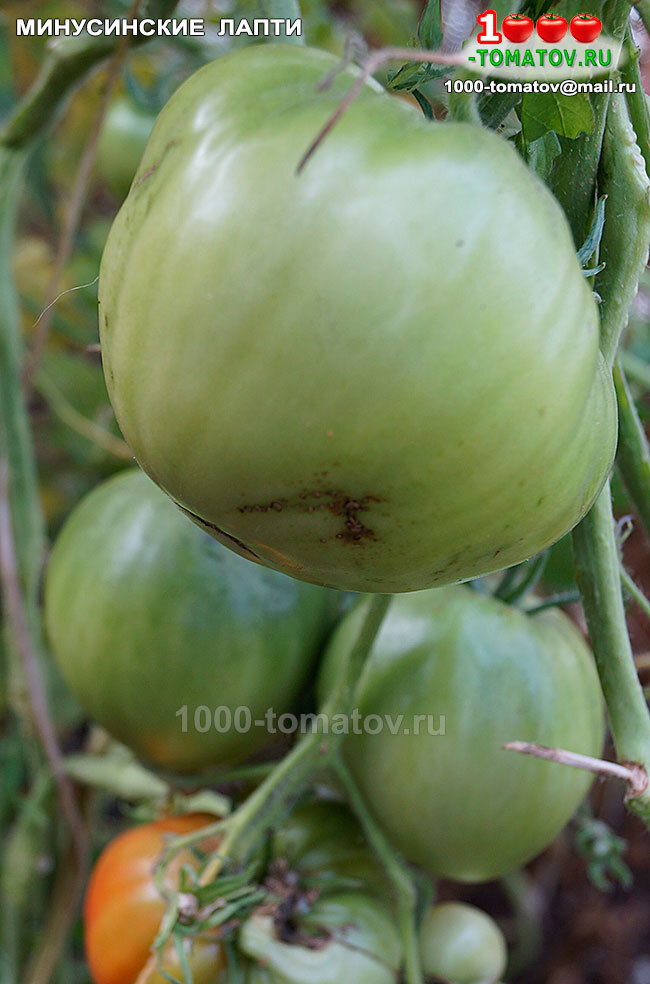 Томат Минусинские лапти фото 2