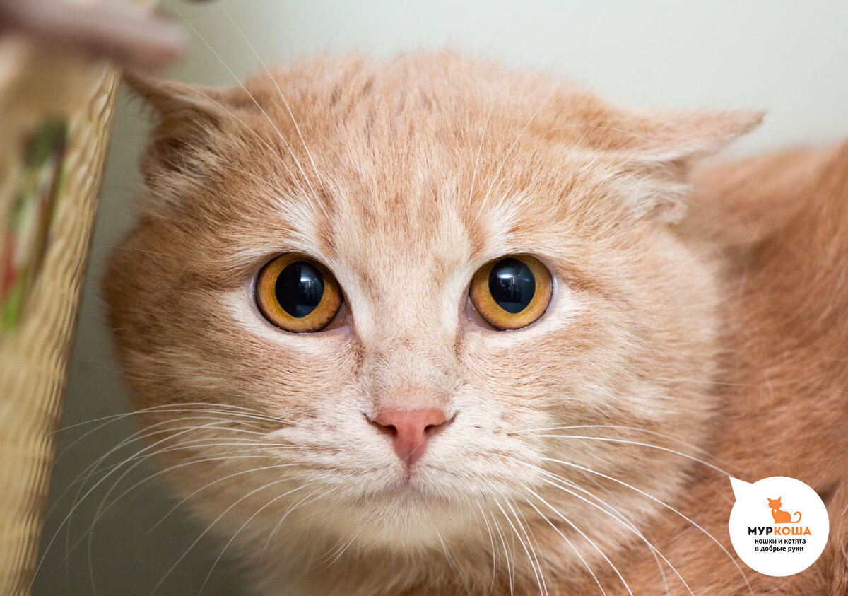 Эти глаза не смогли оставить равнодушными будущих хозяев Агата