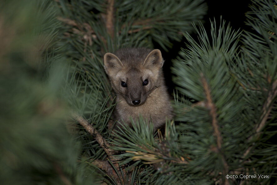 Фото Сергей Усик