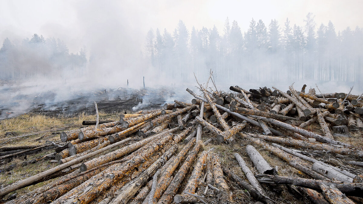 Вырубка леса пожар