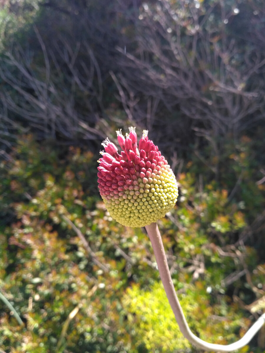 цветок на пляже