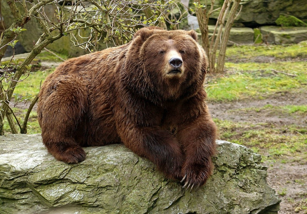 Медведь фото