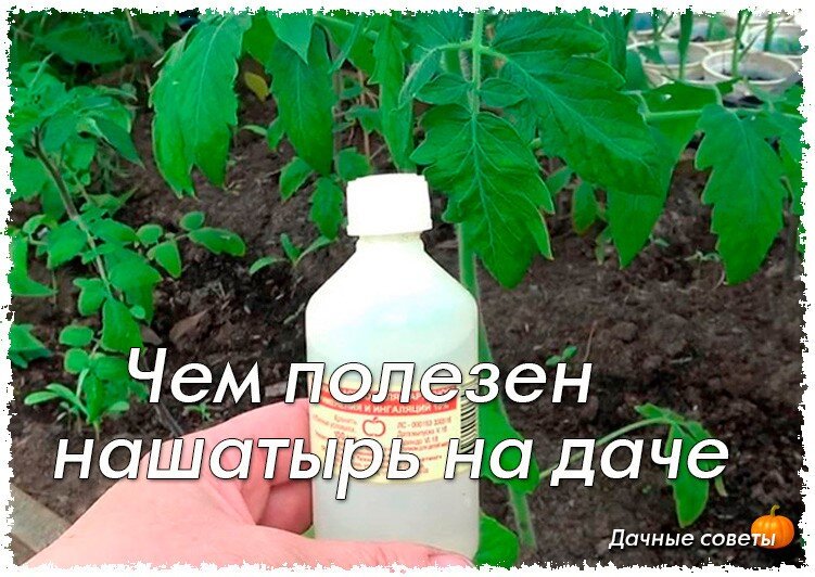 Нашатырь на даче