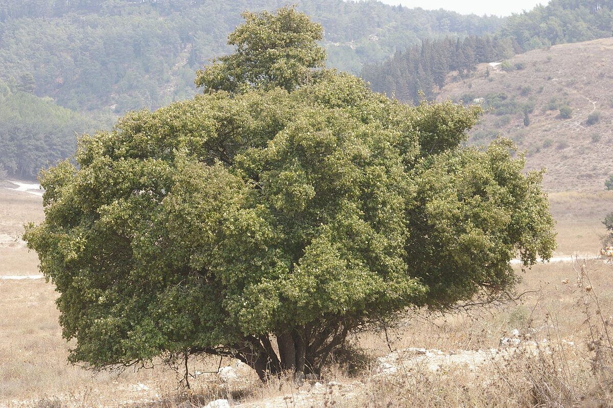 Стираксовое дерево. Источник: https://www.wikiwand.com/en/Styrax_officinalis