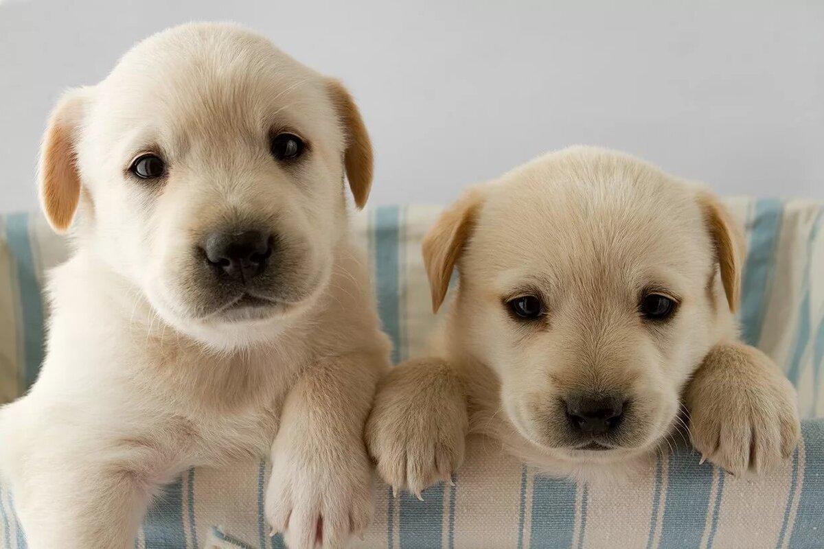 Como quitarle las pulgas a un perro