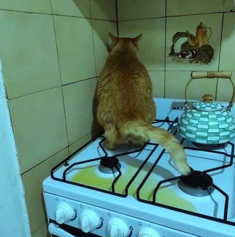 Высказал свое "фе" максимально ясно