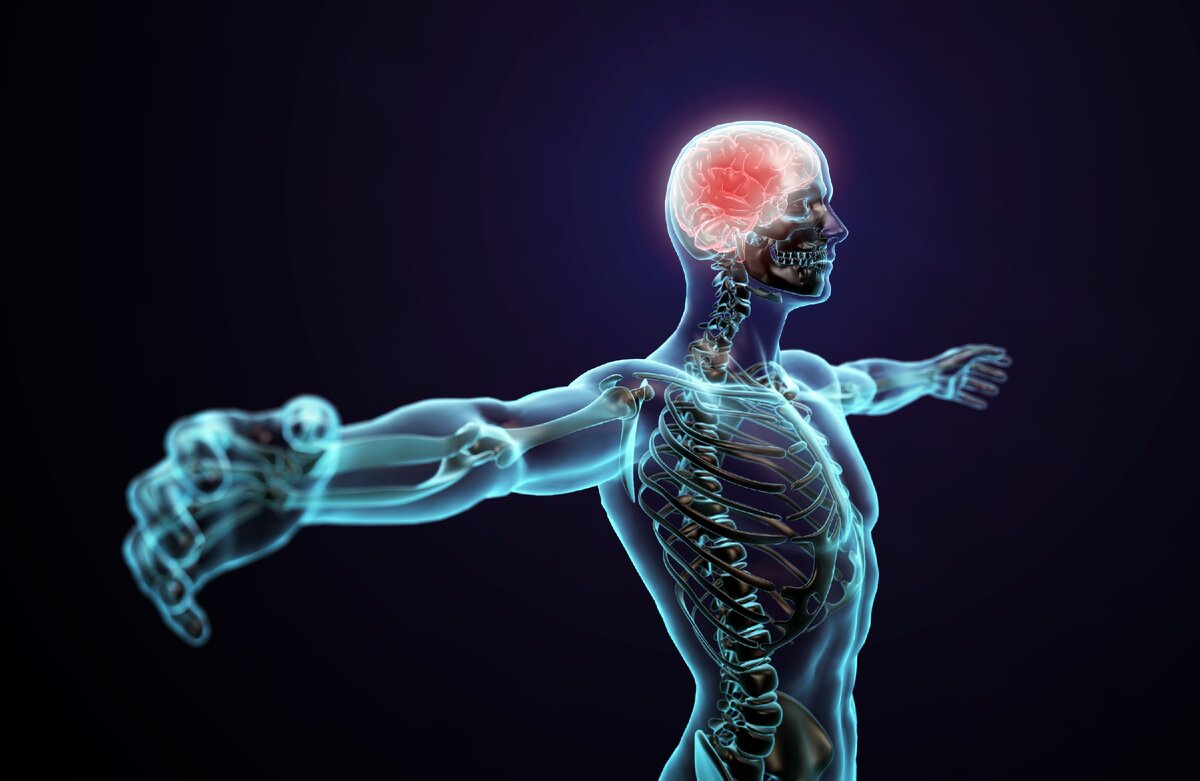 Источник: https://solo50.files.wordpress.com/2016/12/cuerpo-humano.jpg