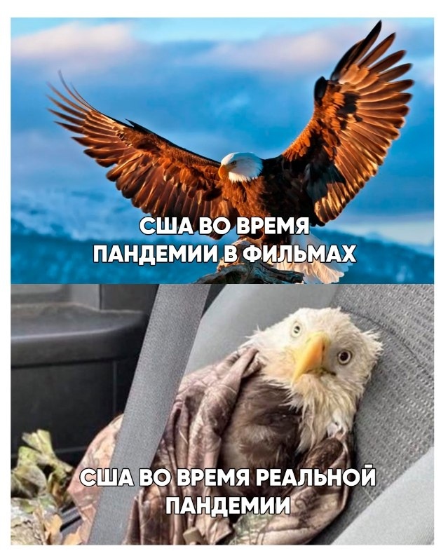 Птичий грипп