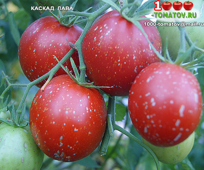 Томат Каскад Лава Cascade Lava фото 1
