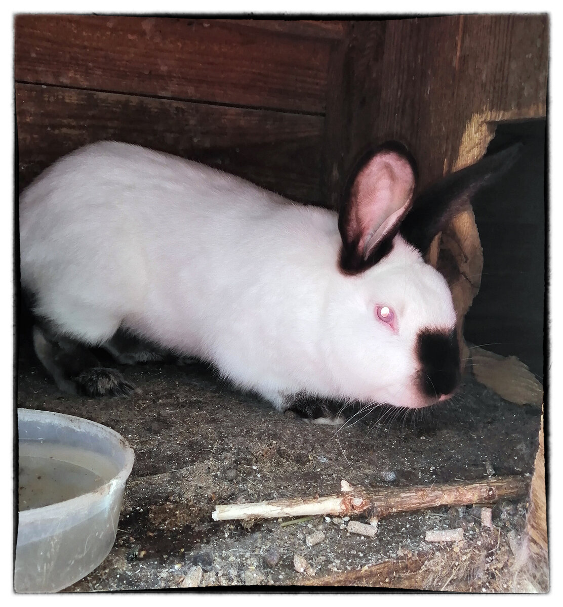 Калифорнийский кролик