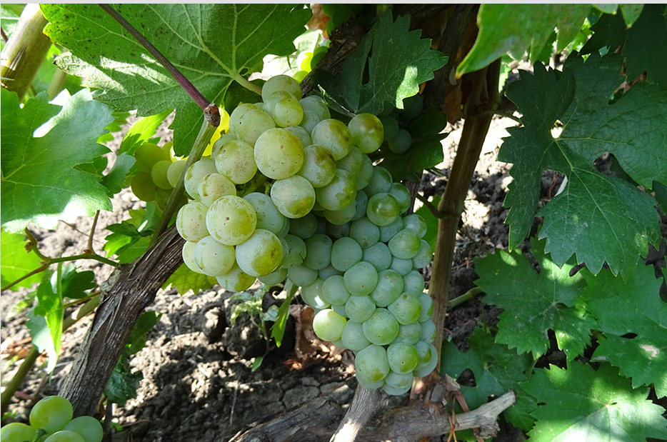 Фото: Красохиной С.И.