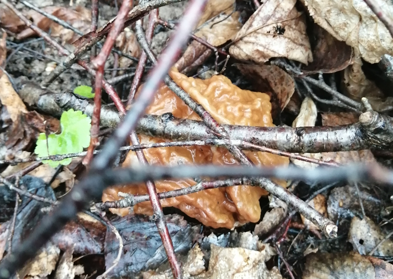 Первые строчки