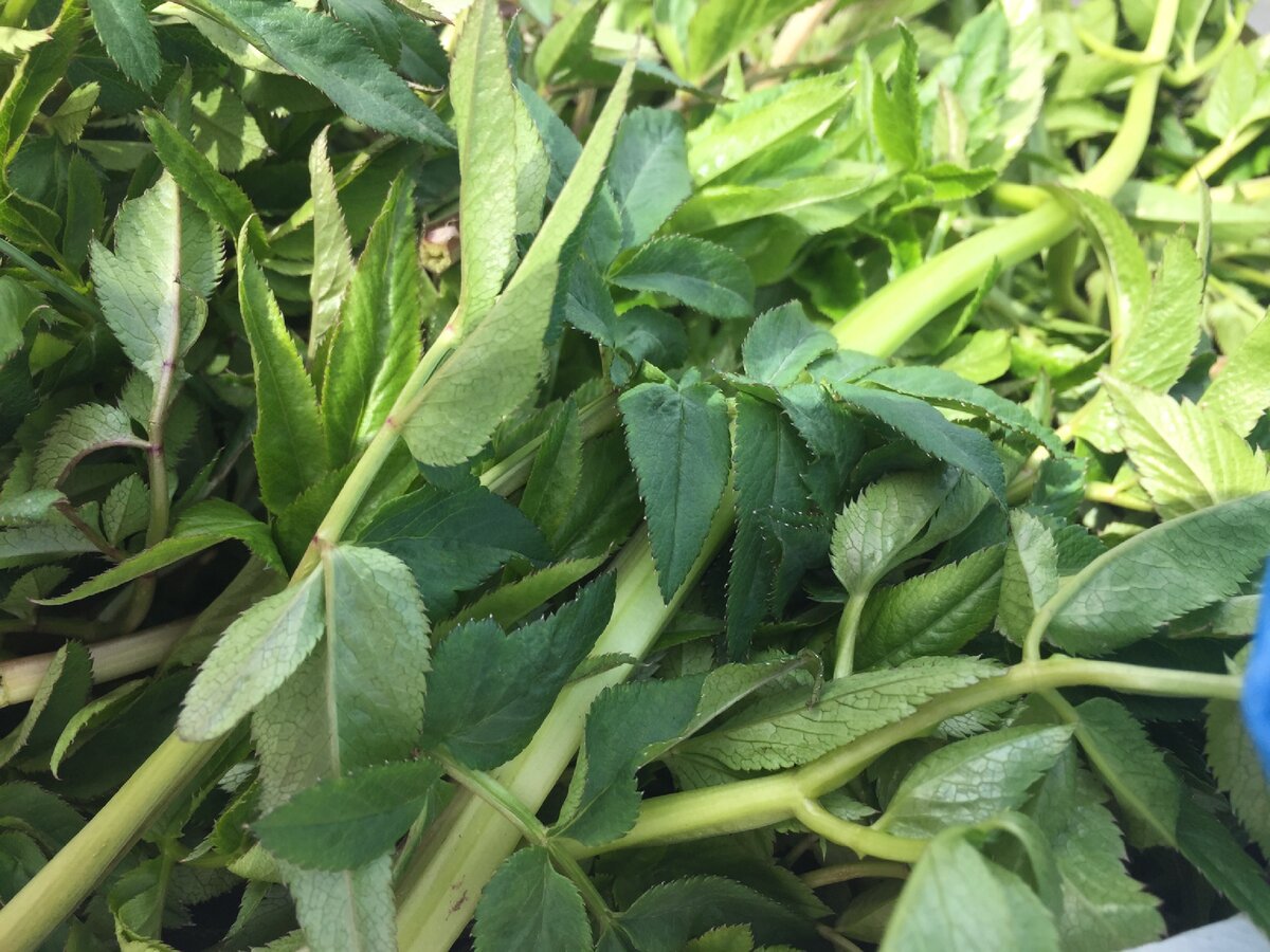 Легендарная сныть. Ее очень уважал Серафим Саровский. 