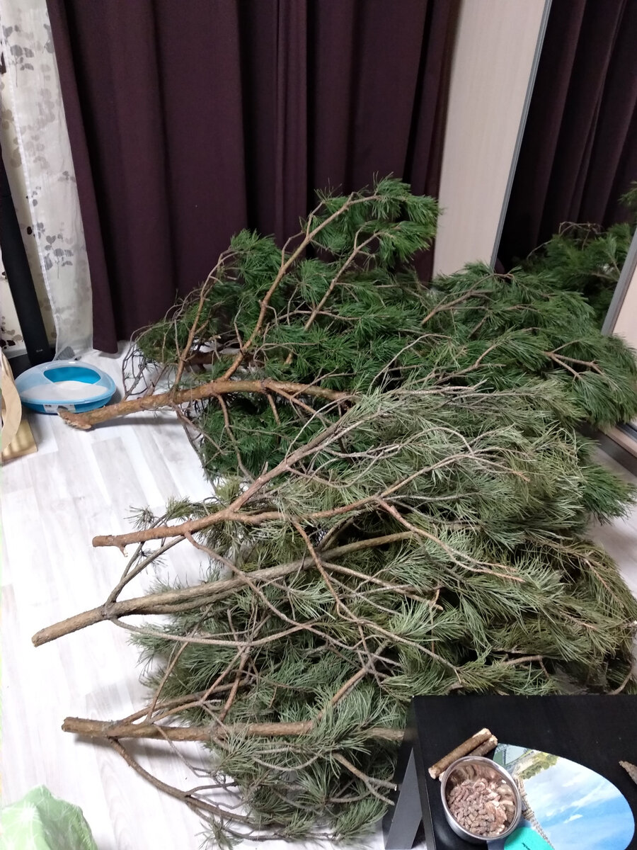 Старые и новые ветки сосны