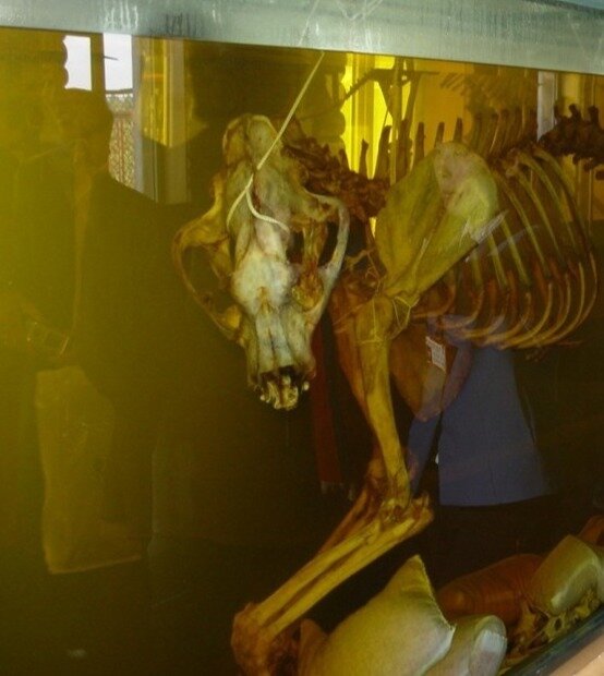 Стеклянный сосуд с вином на костях