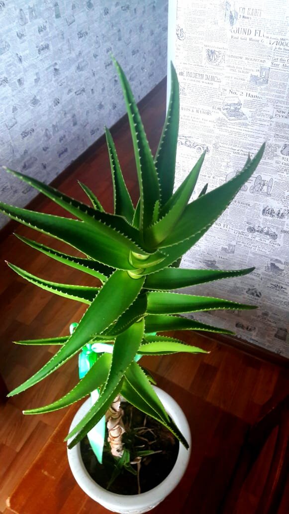 Алоэ помогает сохранить красоту