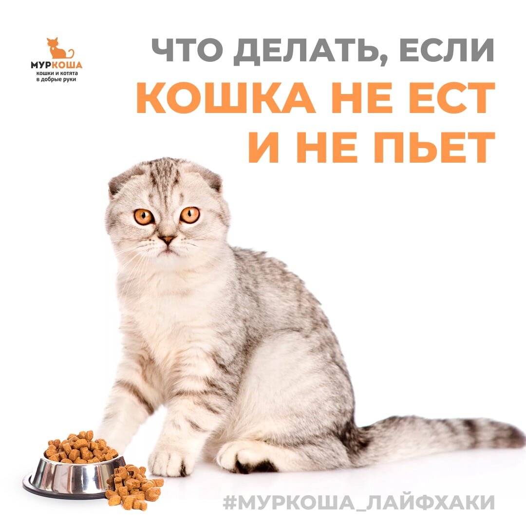 Кошка не ест. Что делать?