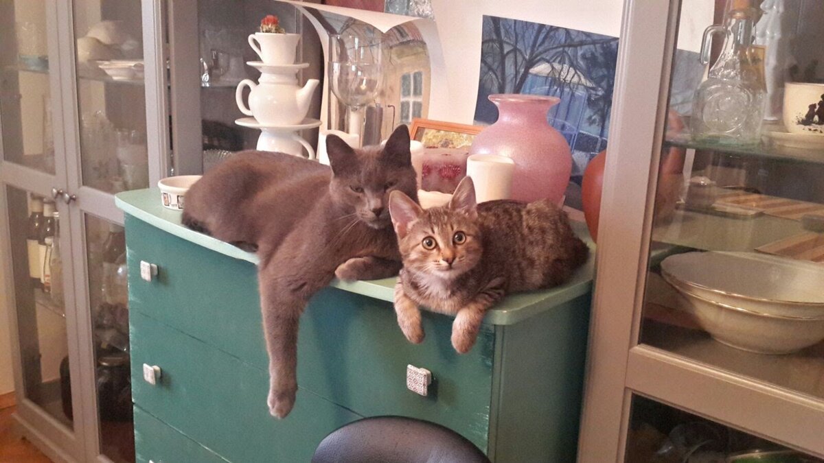 Кот Компот и котенок Брутус