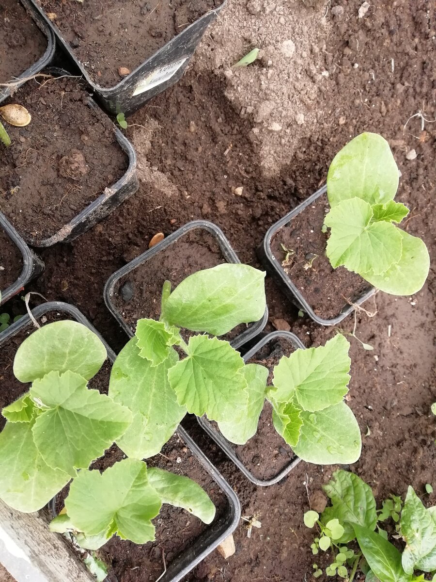 Я думала,  это кабачки