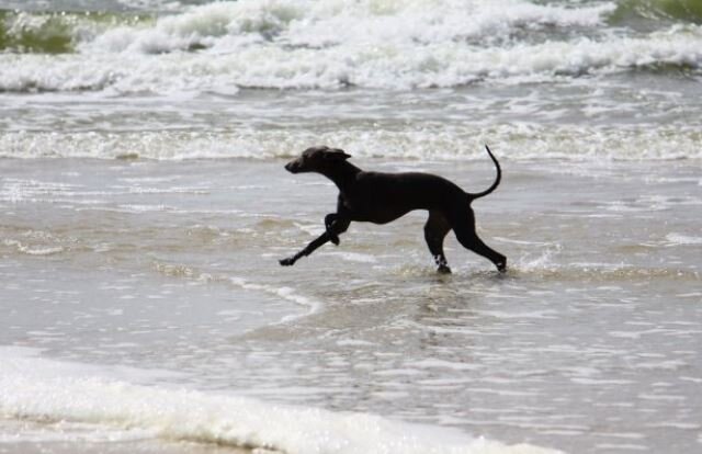 Бегущая по волнам -  Hostess Felice Is Noveles. Фото предоставлено владельцем питомника IS NOVELES Новиковой Л. Я.