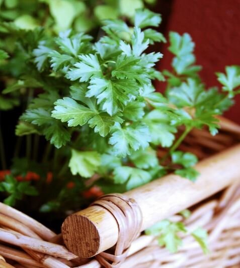 Петрушка обыкновенная
