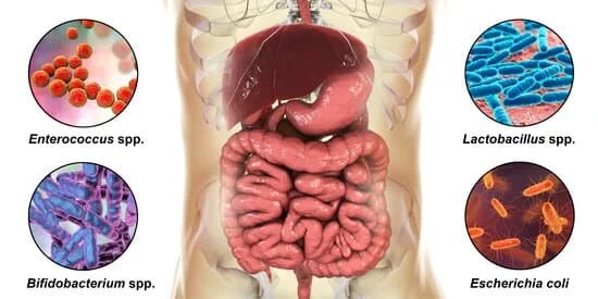 Нормальные микробы кишечника стали основой для пробиотических препаратов.