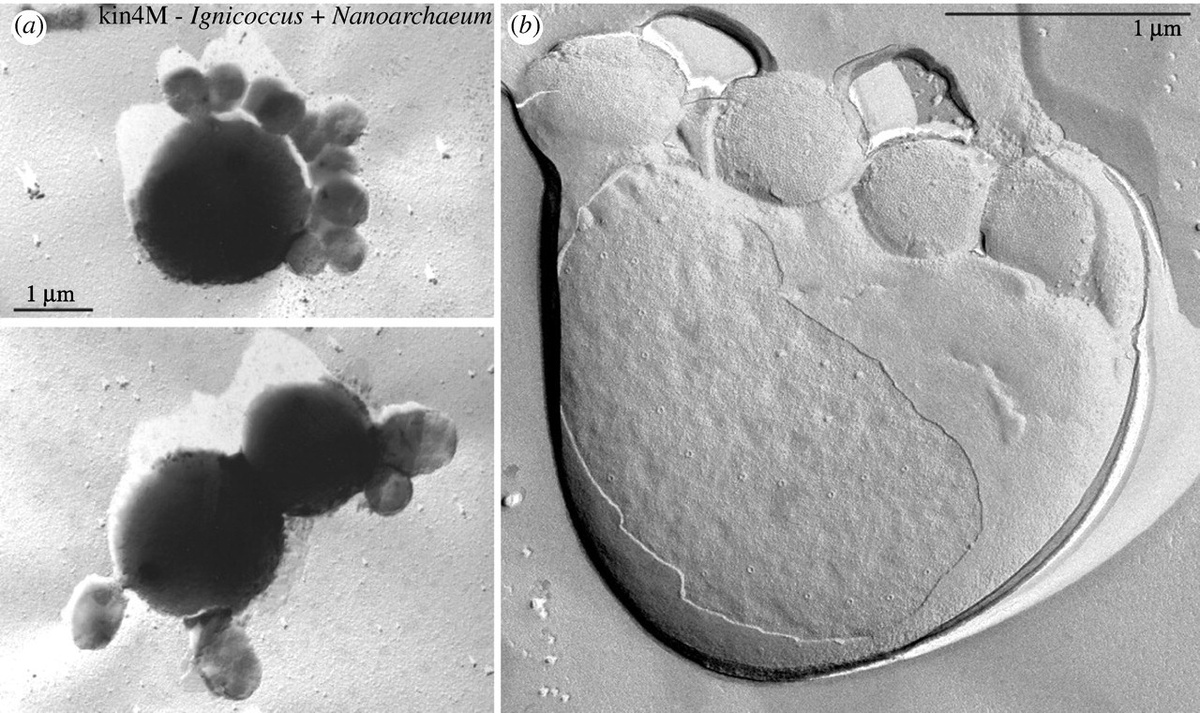 Самая отмороженная ОПГ за всю историю гейзеров...