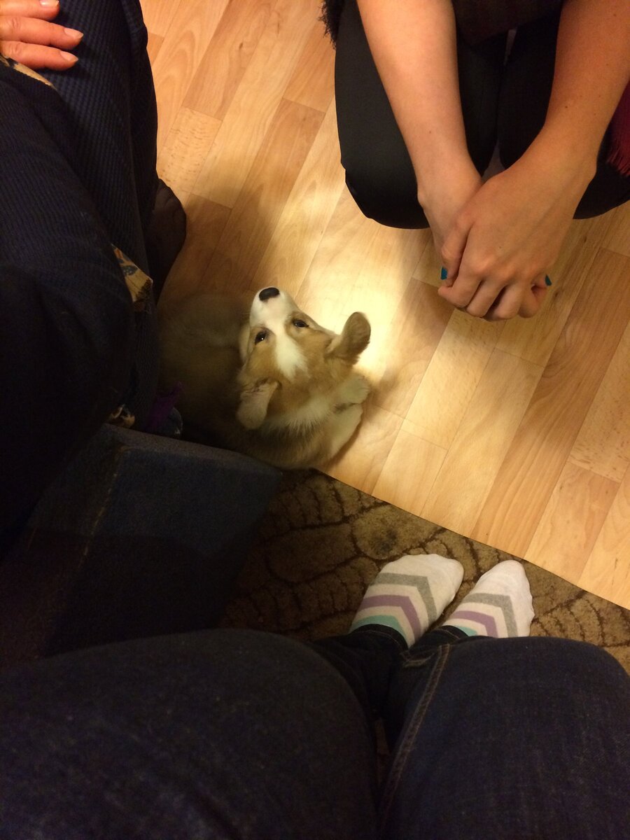 Стивен изучает чужих двуногих