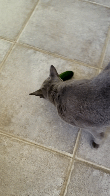 Мой Граф огурцов не боится