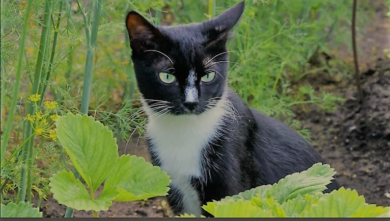 Кот на грядке с клубникой
