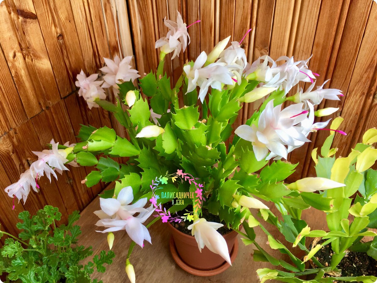 палисадничек дзен. палисадничек дзен. герань ксэйнт ола. палисадничек дзен. палисадничек фиалки.