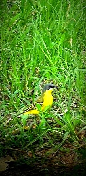 Трясогузка