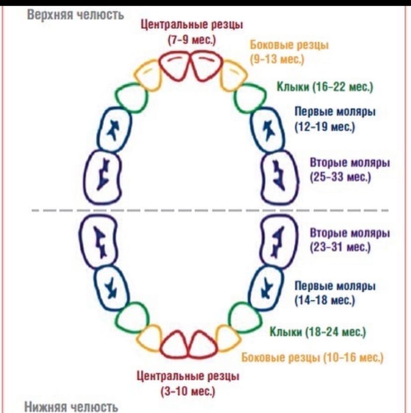 Как растут зубы у детей схема с рождения