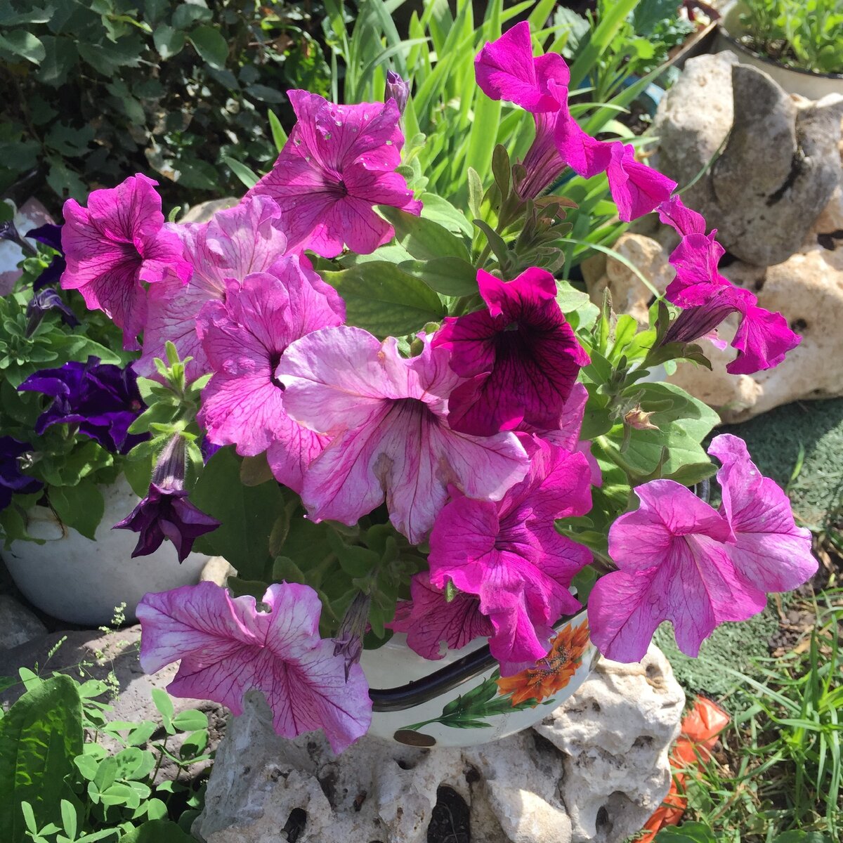 Моя петуния