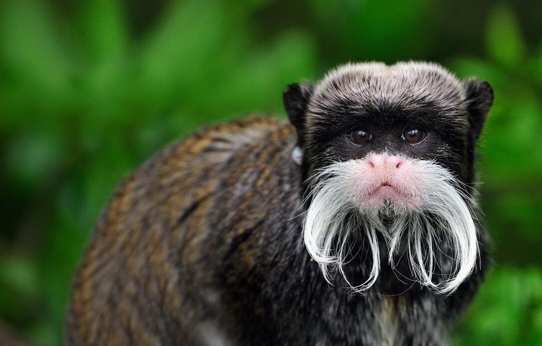 Императорский тамарин