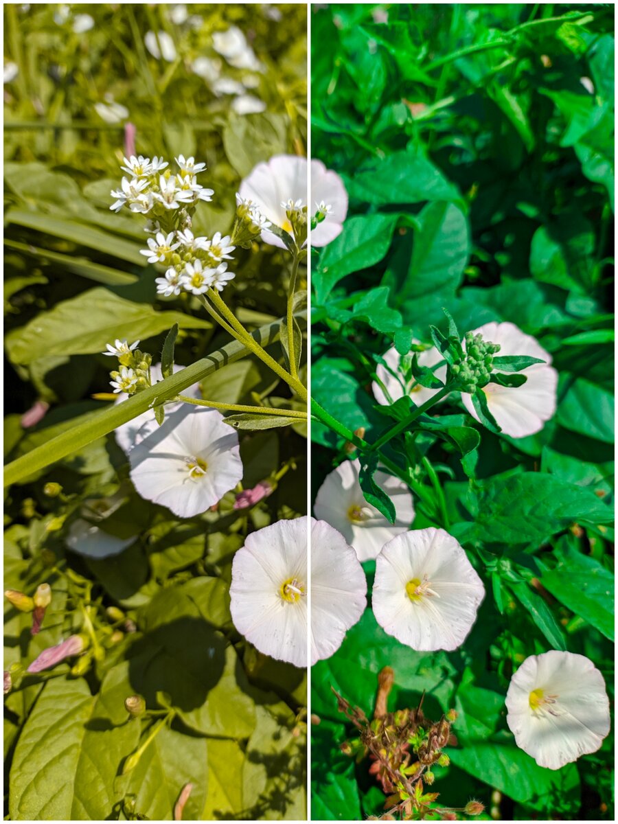 Я тут изменил только оттенок зелёного, а какая колоссальная разница!)