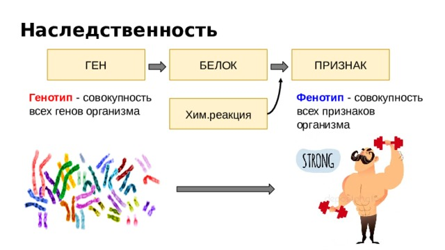 Причина - в нарушении работы генотипа, в нарушении кровообращения и иннервации того или иного органа .Фото multiurok.ru