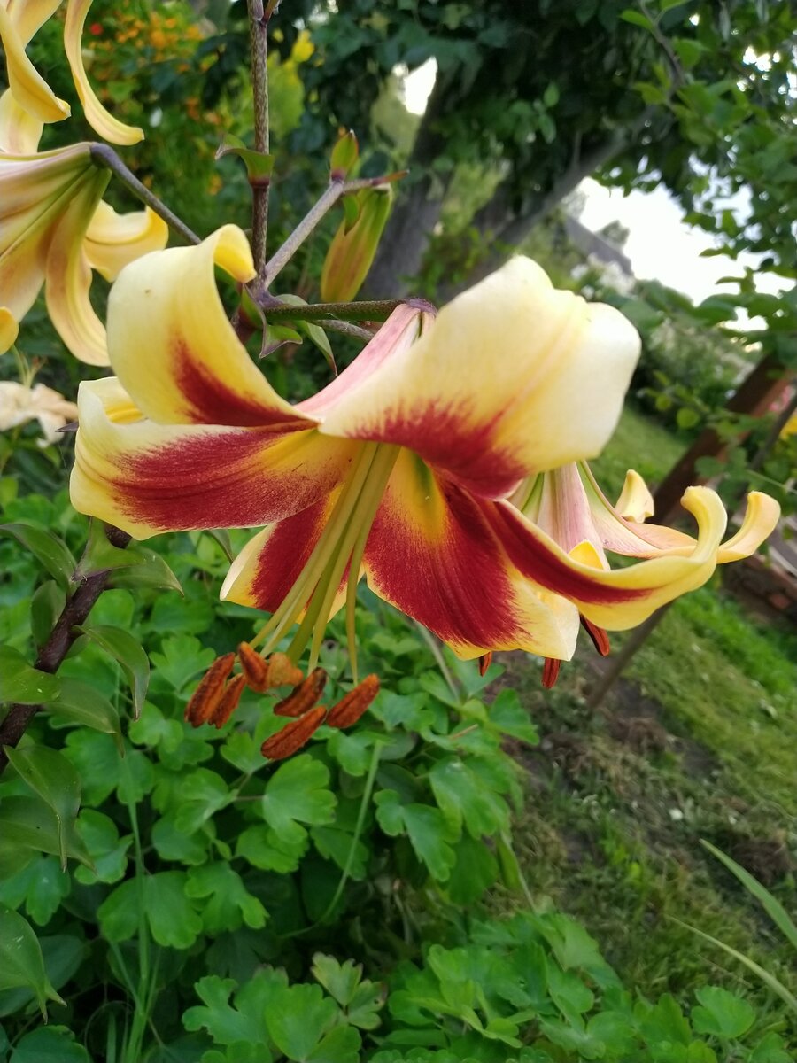 Моя красотка! Правда, на картинке была похожа на перезревший банан. Но этот оттенок мне больше нравится!