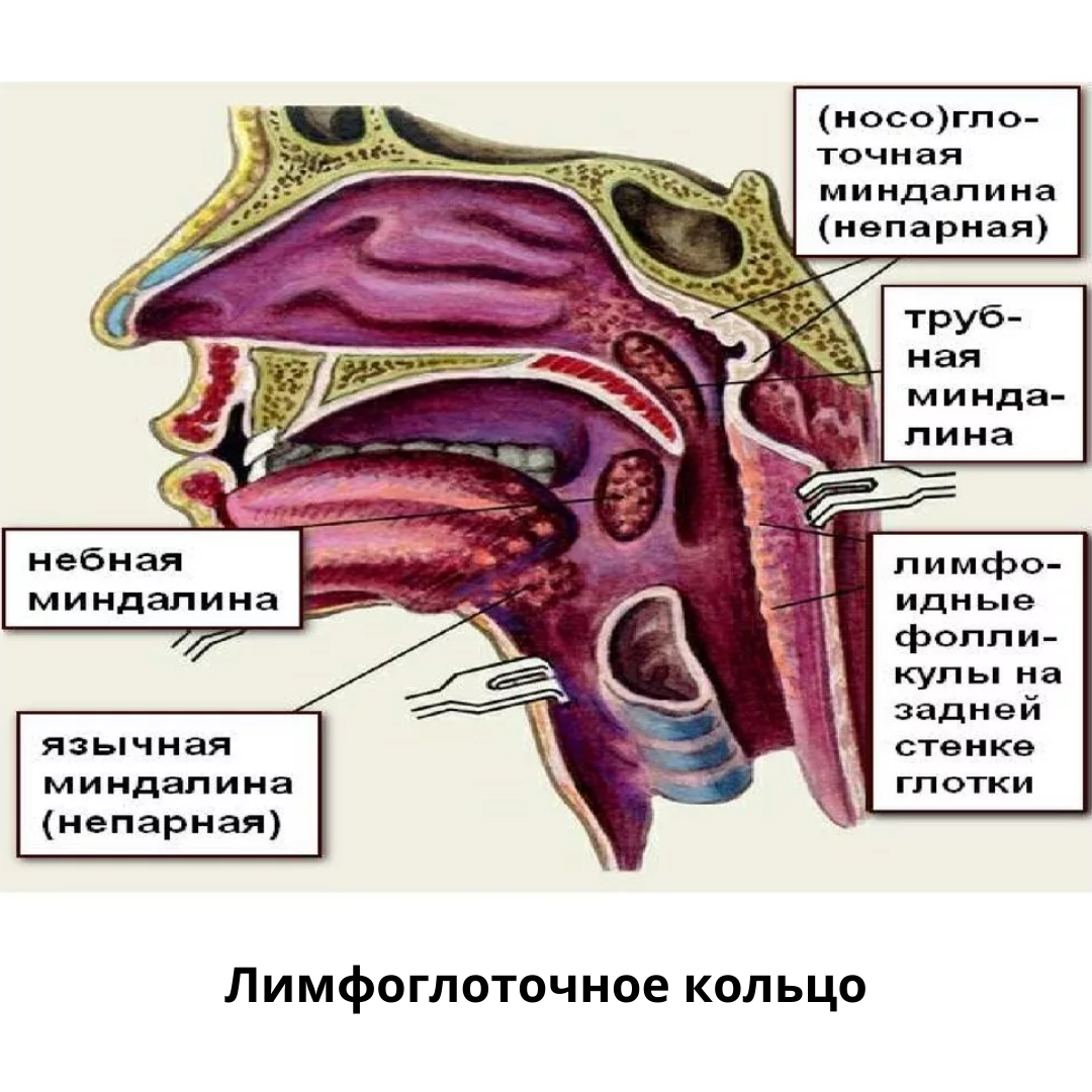 Язычной, трубных и глоточной миндалин.. Лимфоэпителиальное глоточное кольцо Пирогова. Анатомия миндалины глоточного кольца. Миндалины глоточного кольца строение. Глотка лор