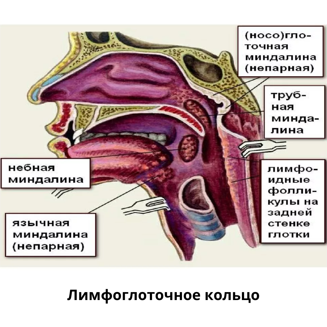 Носоглотка воспаление. Лимфоглоточное кольцо Пирогова-Вальдейера. Лимфоэпителиальное глоточное кольцо Пирогова. Миндалины глоточного кольца анатомия. Миндалины глоточного кольца строение.