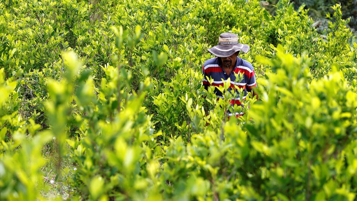 Поля с растением Кока